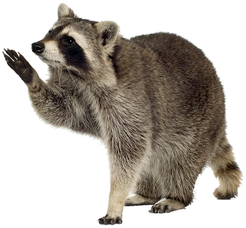 Єнот